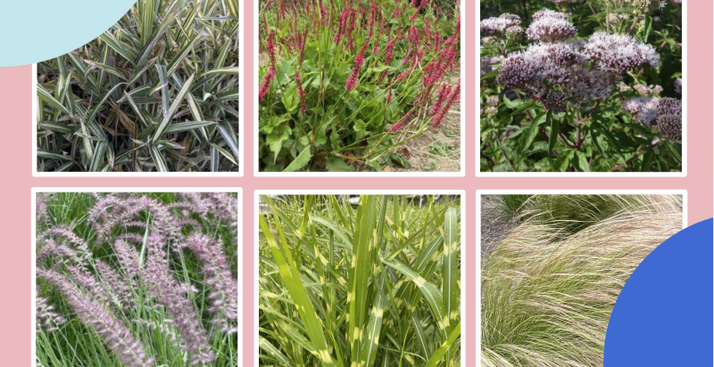 De afbeelding laat een collage zien van diverse planten